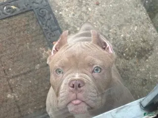 American Bully dogs American Bully Puppy 3 - Ad 27