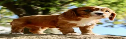Cavalier King Charles Spaniel dogs for sale: Mario Male AKC Cavalier - Ad 5