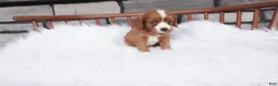 Cavapoo dogs for sale: Ellie  - Ad 5