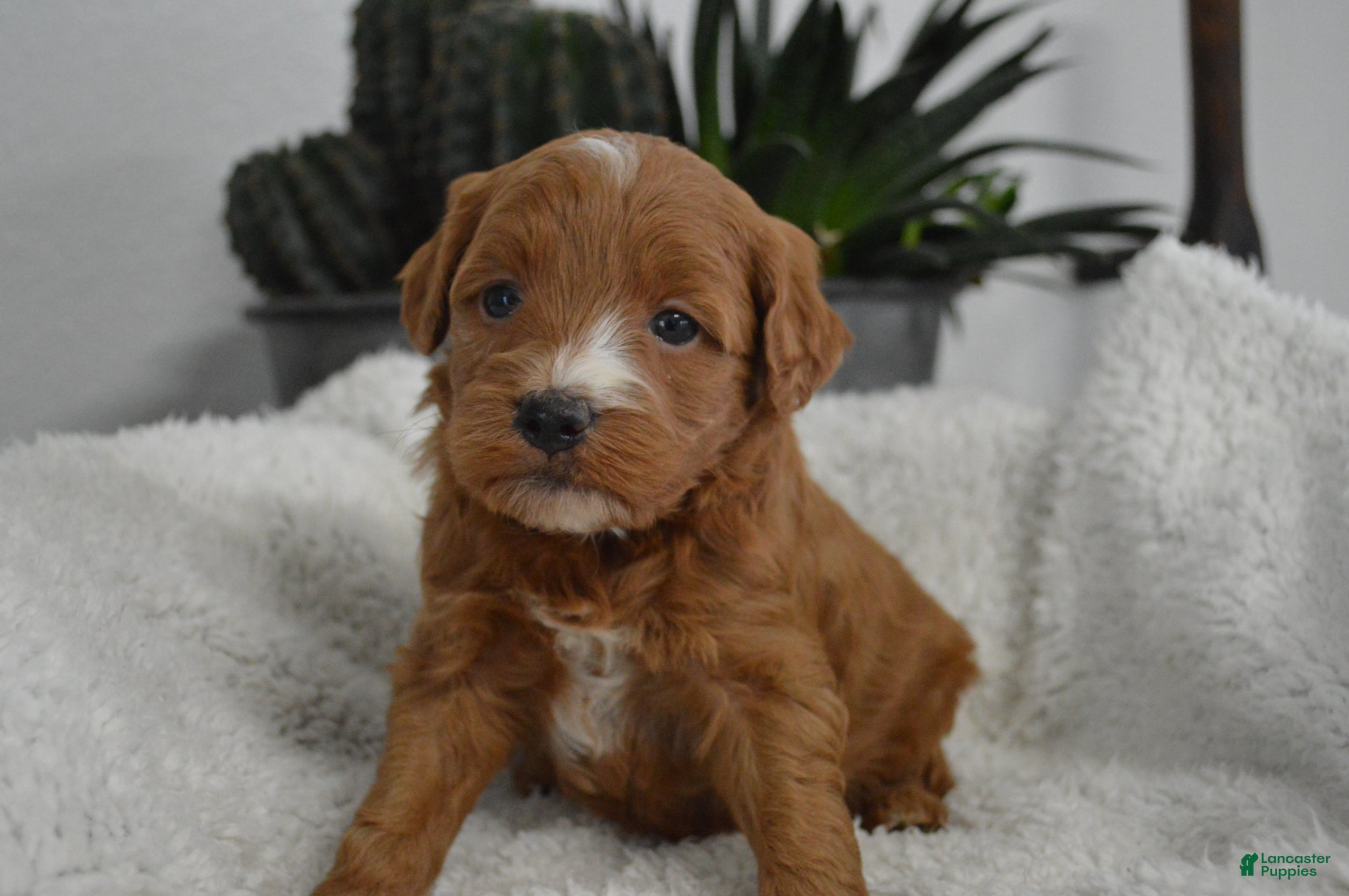 Mini Goldendoodle dogs Jordan  - Ad 1