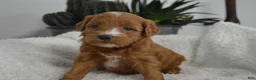 Mini Goldendoodle dogs for sale: Jordan  - Ad 1
