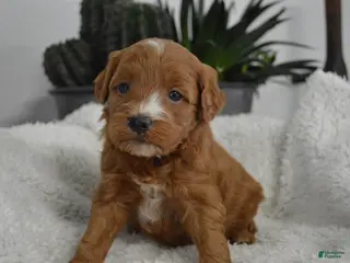 Mini Goldendoodle dogs for sale: Jordan - Ad 1