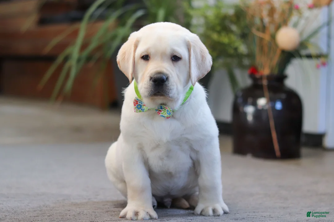 Labrador Retriever dogs for sale: Steve - Ad 2