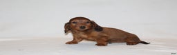 Miniature Dachshund dogs for sale: Prancer - Ad 3