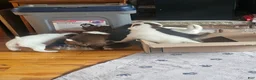 Mixed Breed dogs for sale: Thumper - Ad 4