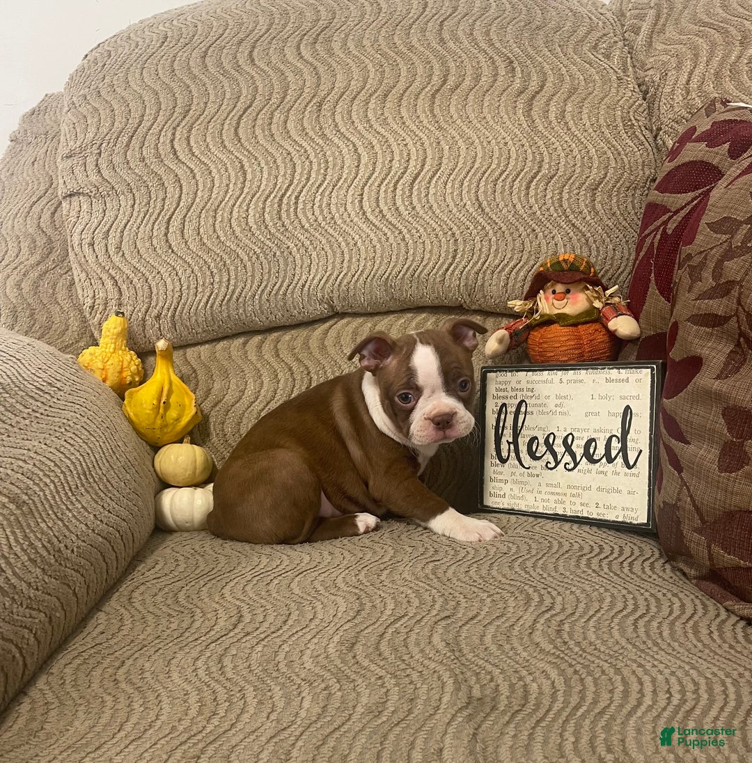 Boston Terrier dogs for sale: Olive - Ad 2