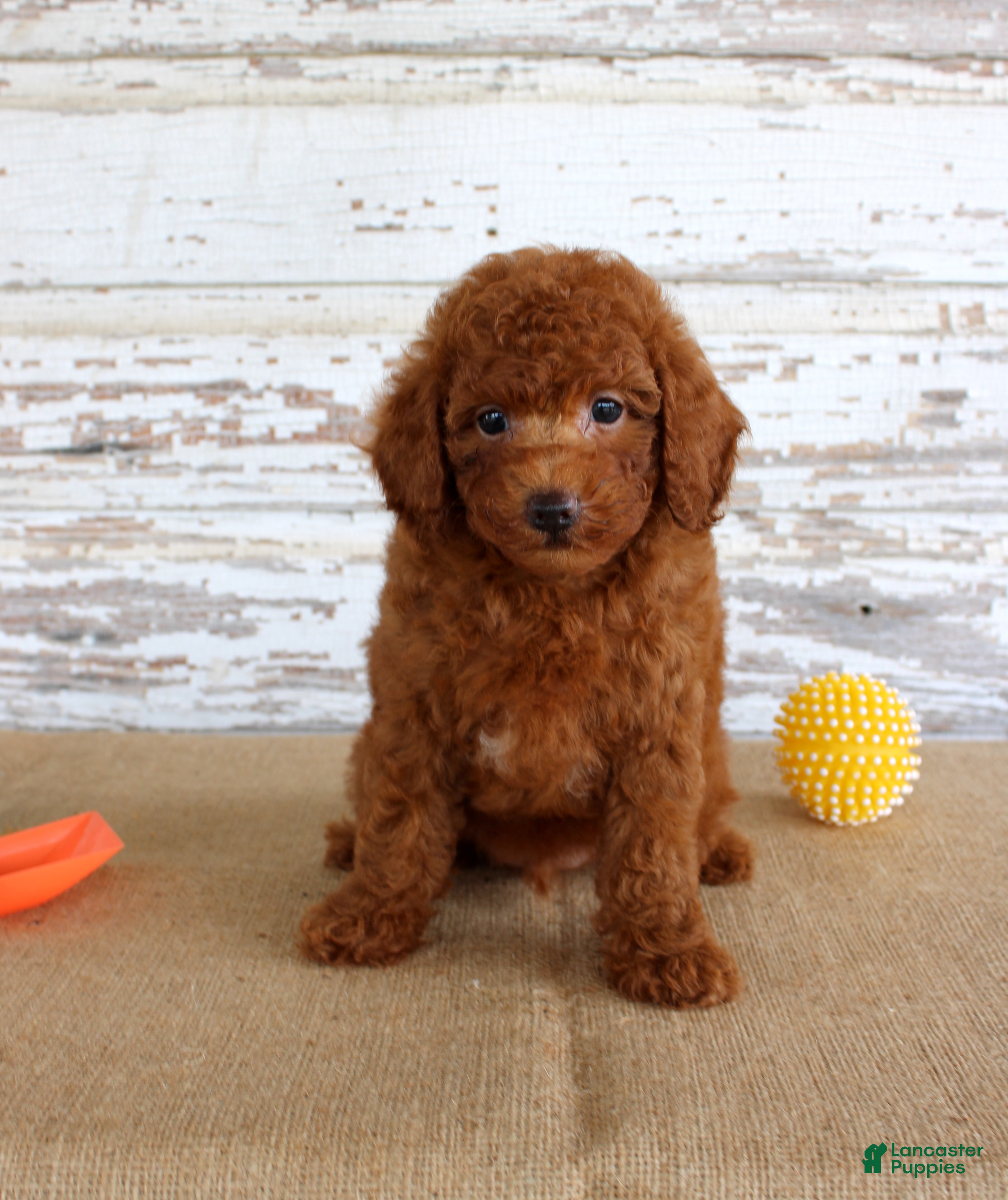Mixed Breed dogs Flame - Ad 33