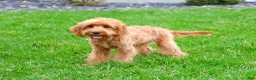 Cavapoo dogs for sale: Carson  - Ad 4