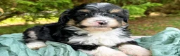 Mini Bernedoodle dogs for sale: Willie-Petite/Mini-OFA&GeneticParents - Ad 3