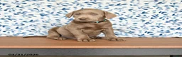 Labrador Retriever dogs for sale: Griffin - Ad 1
