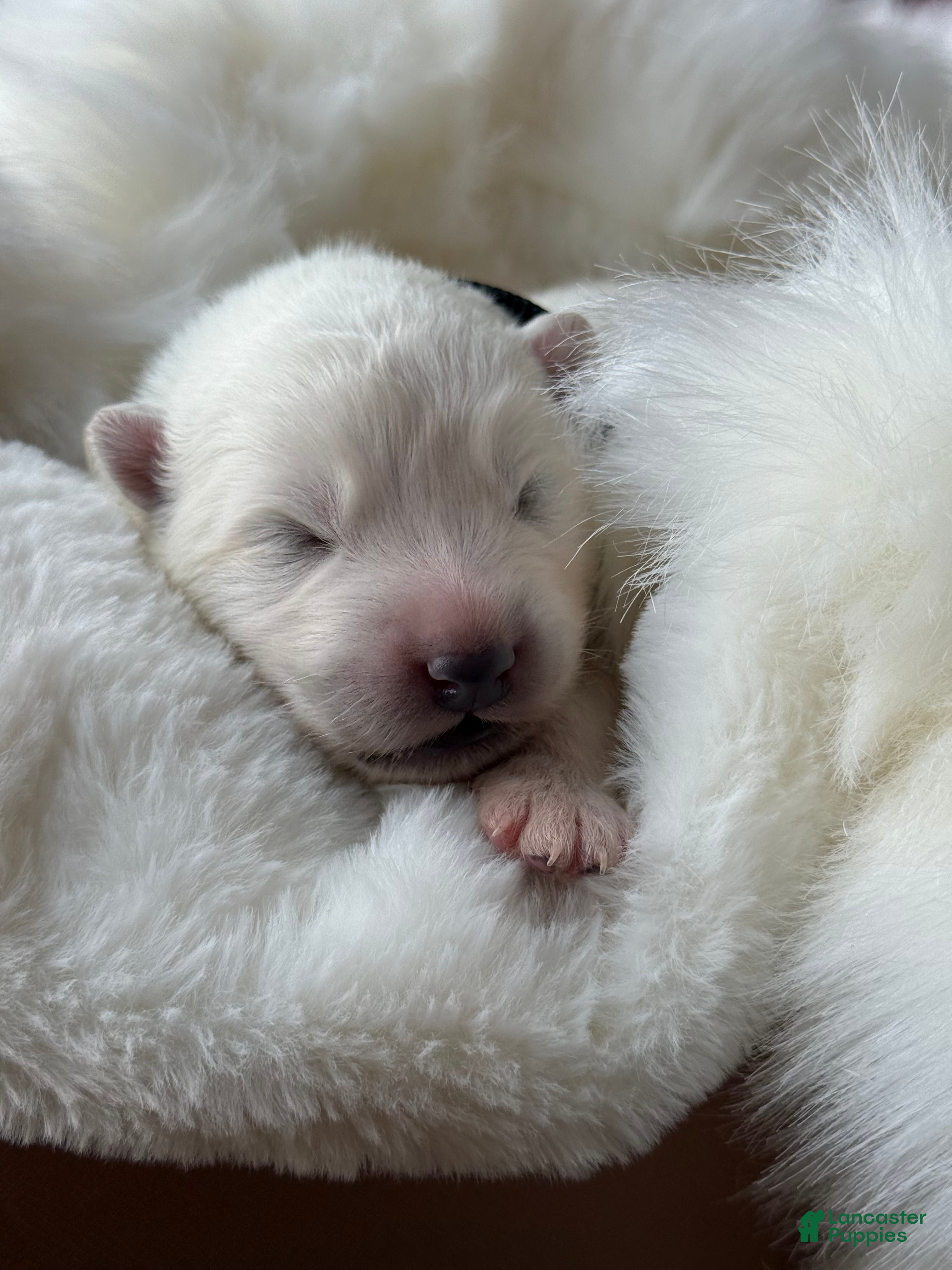 Samoyed dogs for sale: Black - Ad 2