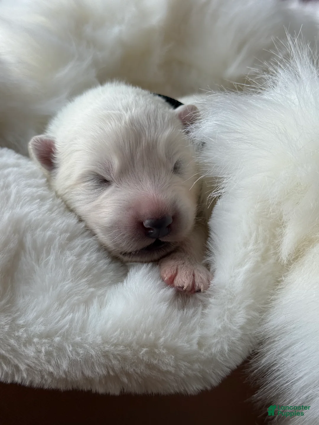 Samoyed dogs for sale: Black - Ad 1