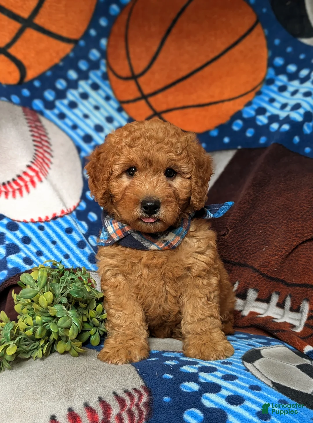 Goldendoodle dogs for sale: Dempsey Hypoallergenic - Ad 1