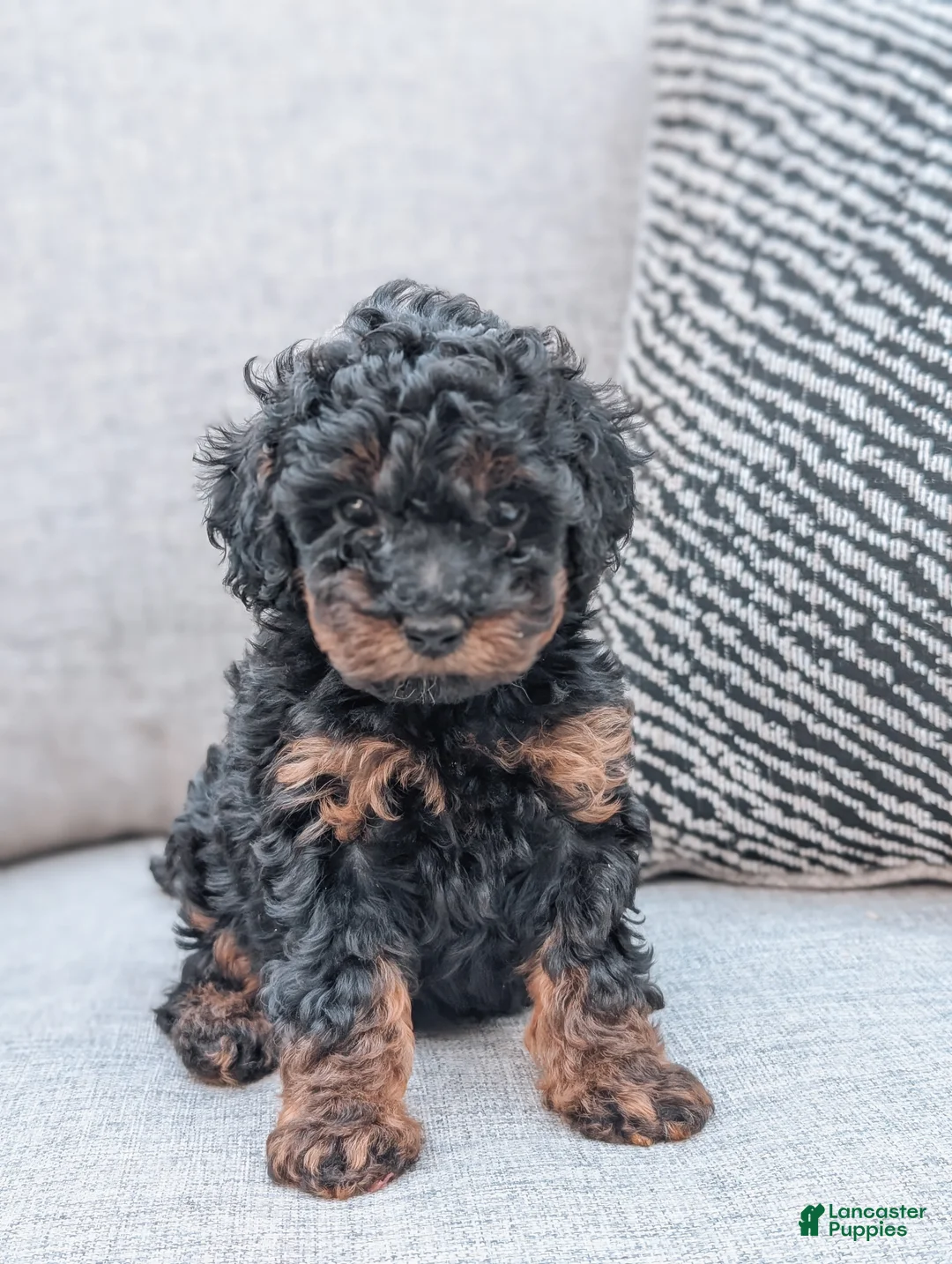 Miniature Poodle dogs for sale: Jasper - Ad 2
