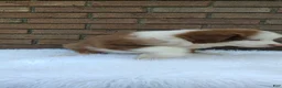 Australian Shepherd dogs for sale: Buddy - Ad 5
