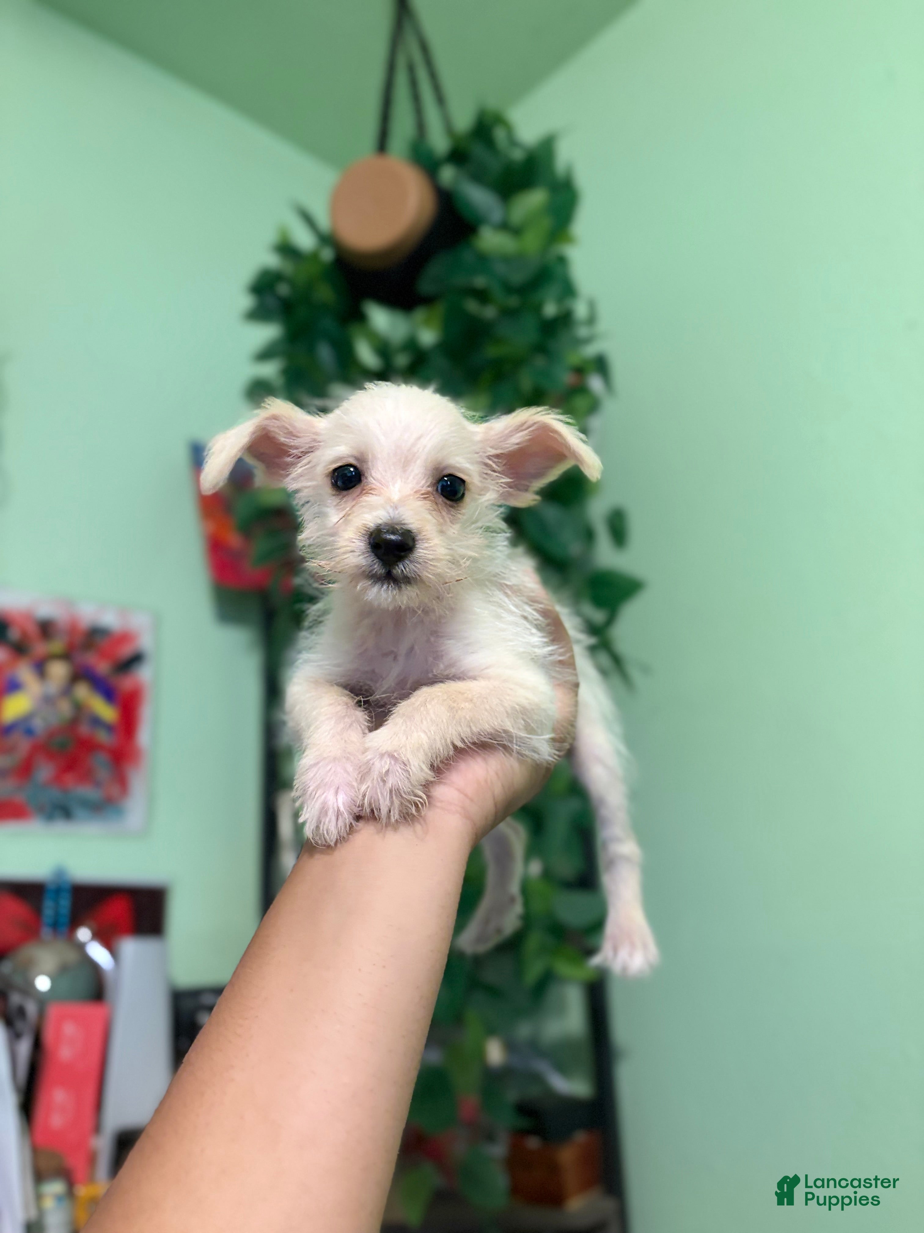 Jack Chi dogs Mini - Ad 8