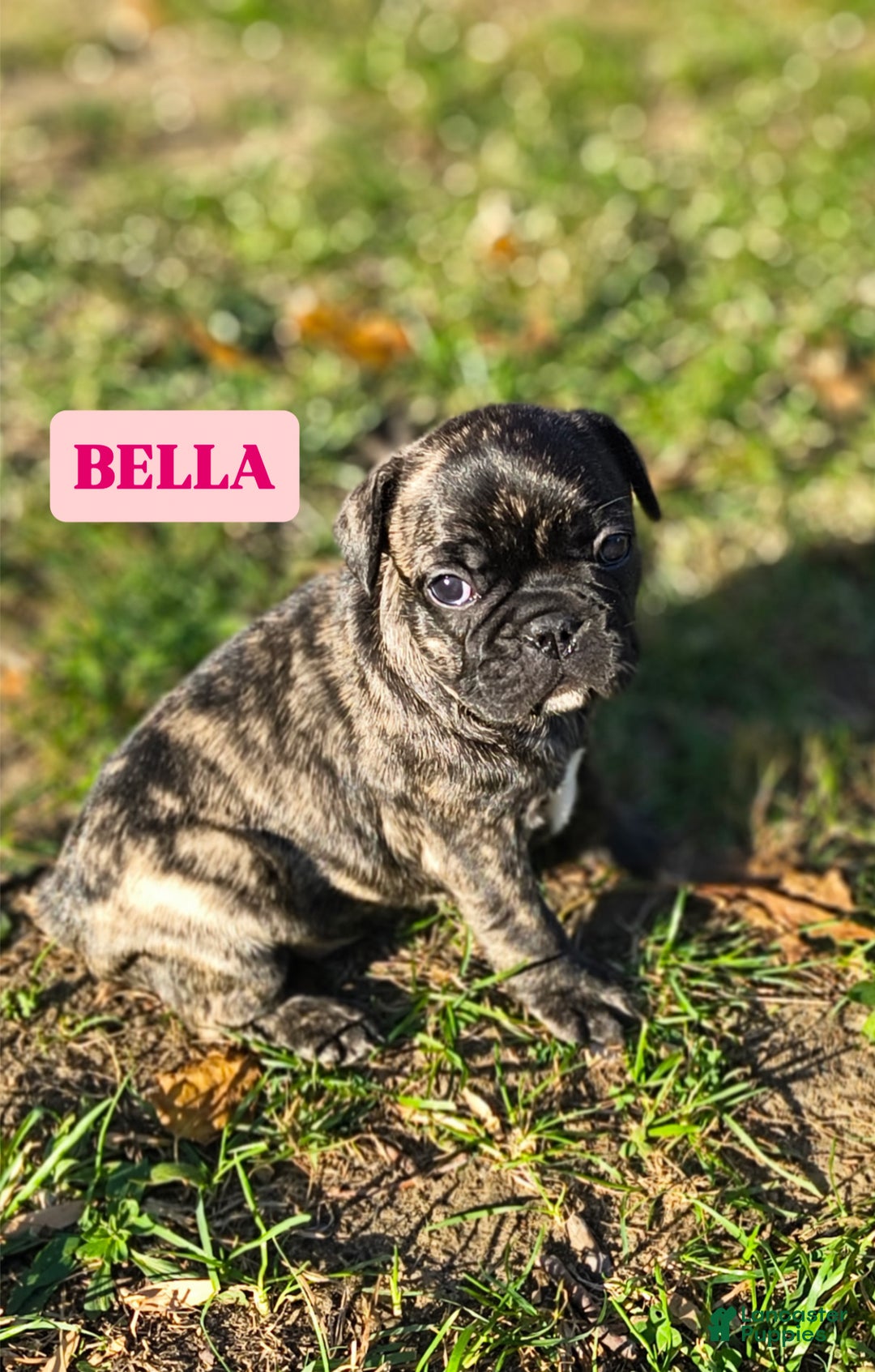 French Bulldog dogs for sale: French Bulldog Puppy 2 - Ad 1