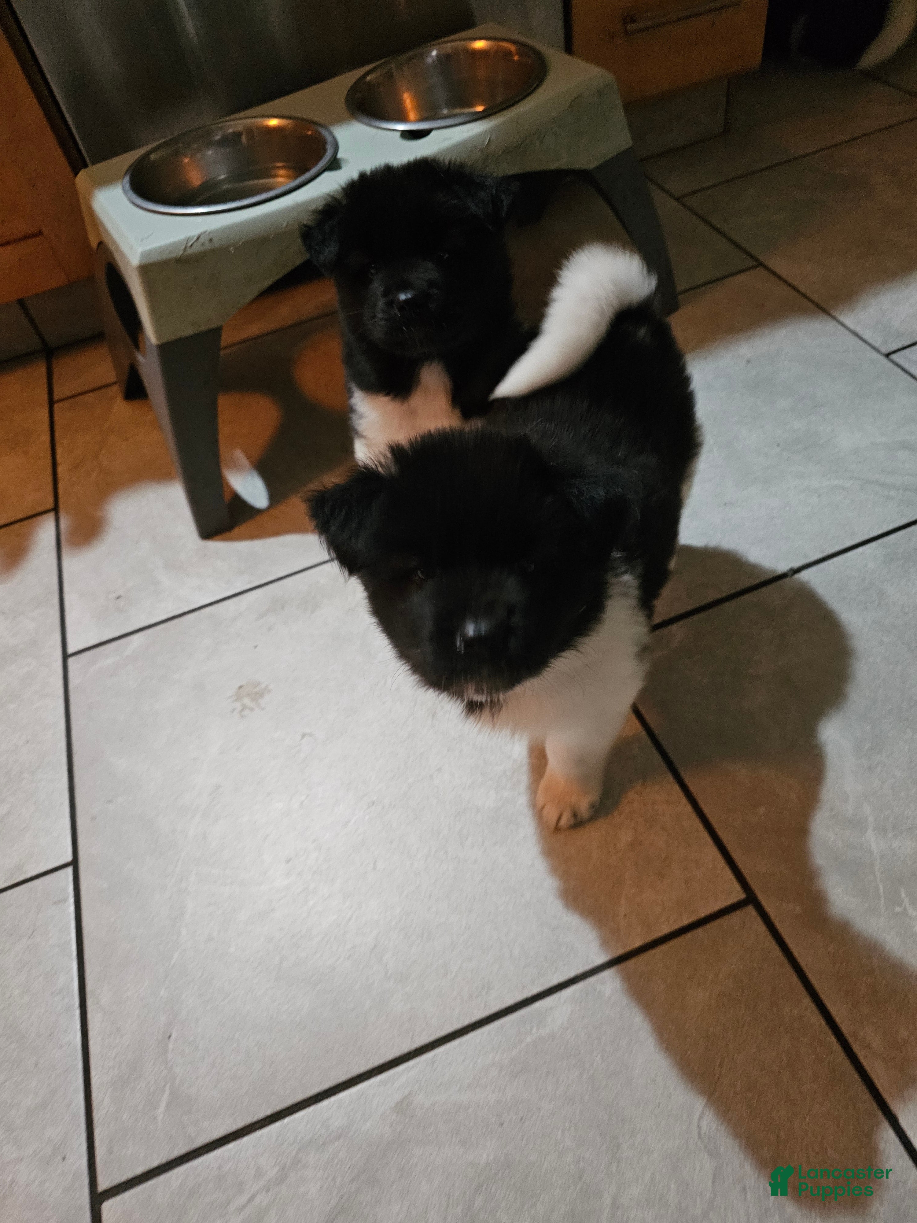 Akita dogs Champagne - Ad 14