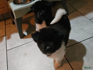 Akita dogs Champagne - Ad 14