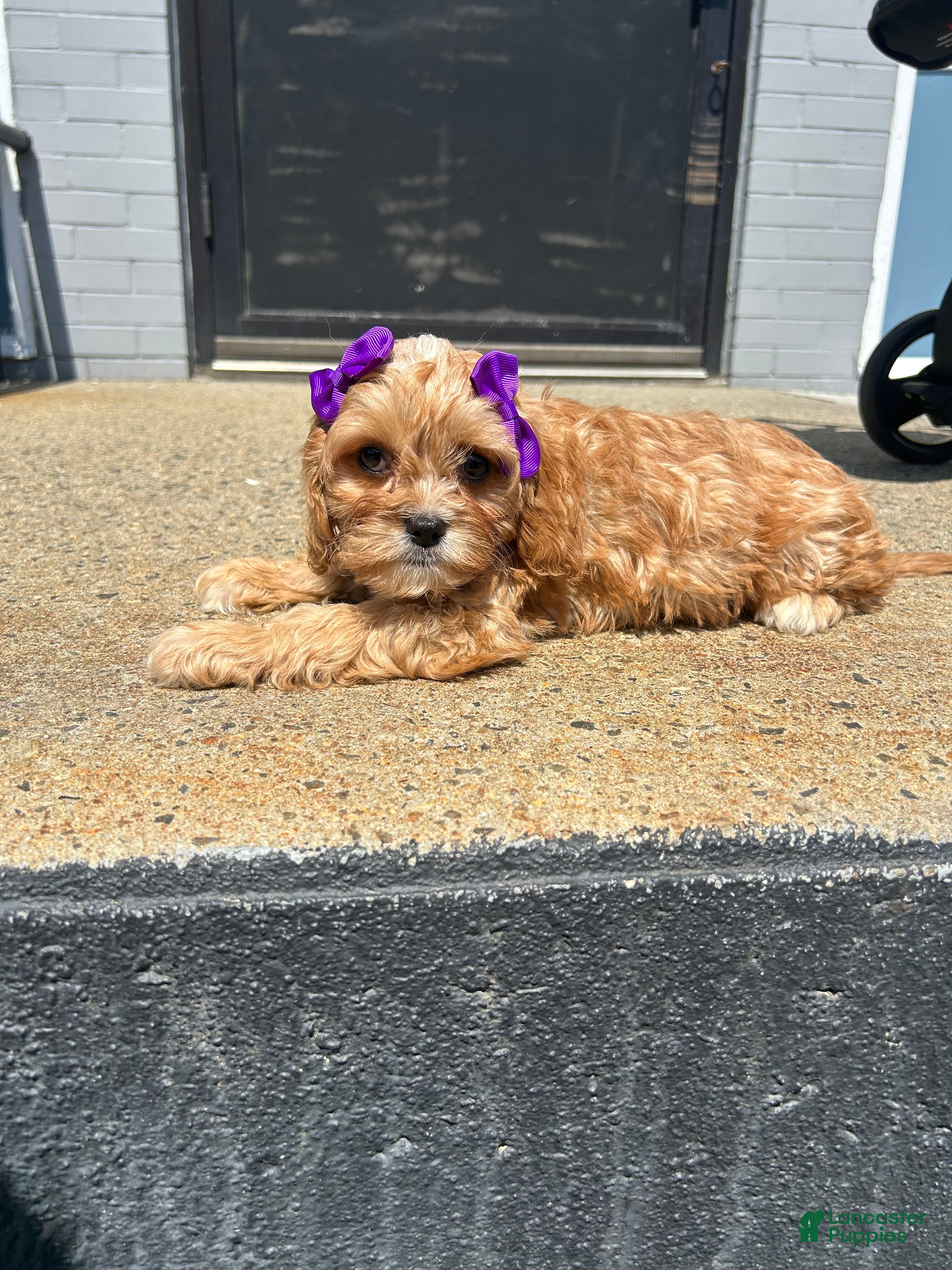 Mixed Breed dogs Mixed Breed 3 - Ad 7