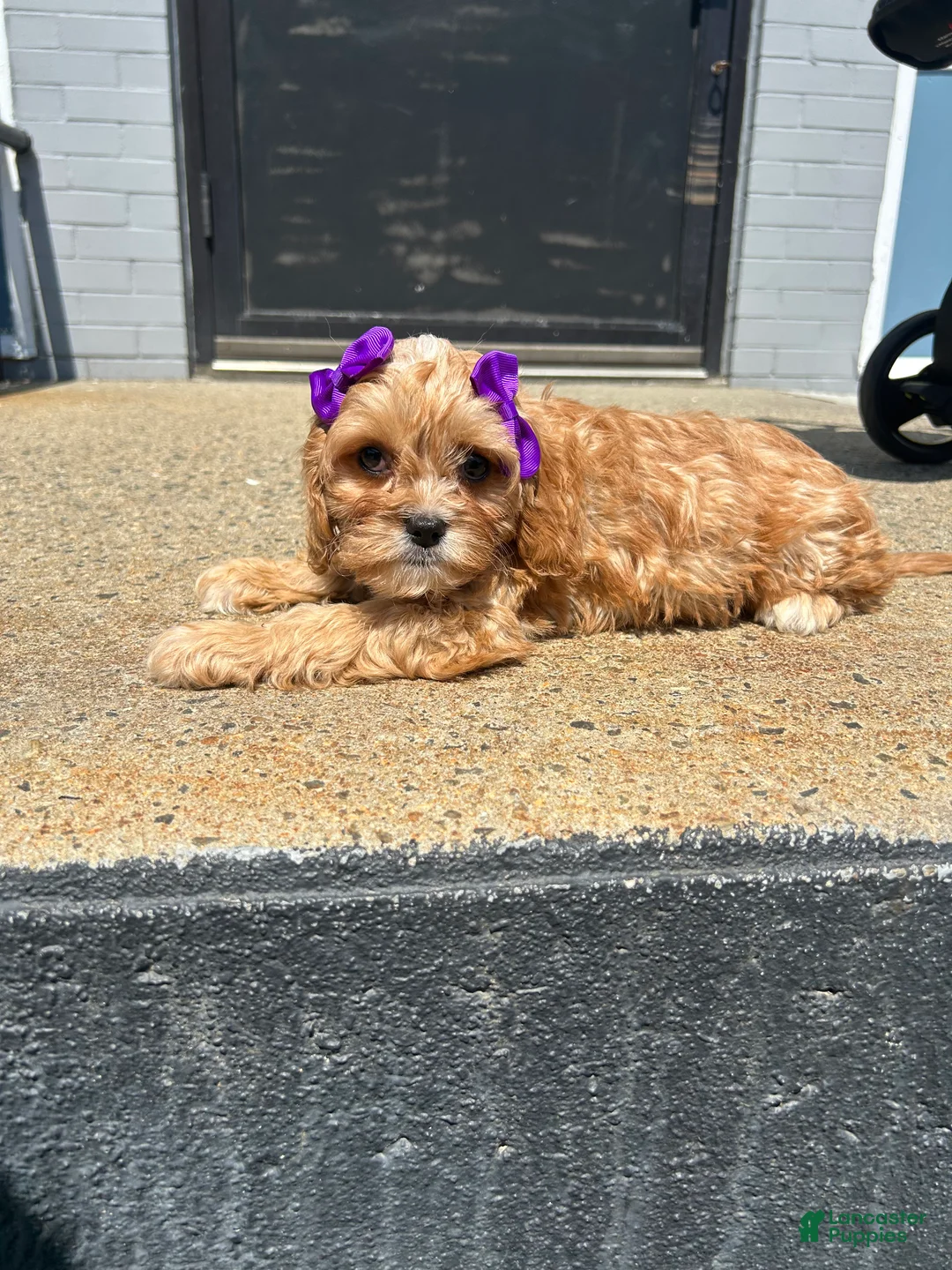 Mixed Breed dogs for sale: Mixed Breed 3 - Ad 1