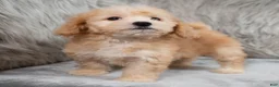 Mini Goldendoodle dogs for sale: Archie ID: 3858 - Ad 3