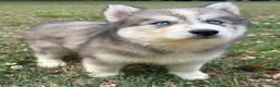 Siberian Husky dogs for sale: Chelsea - Ad 4