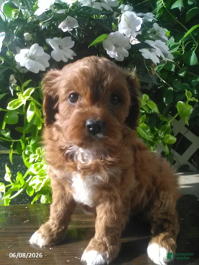 Cavapoo dogs Dolly - Ad 1