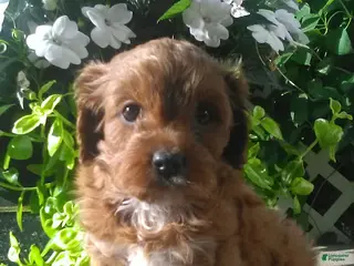 Cavapoo dogs for sale: Dolly - Ad 1