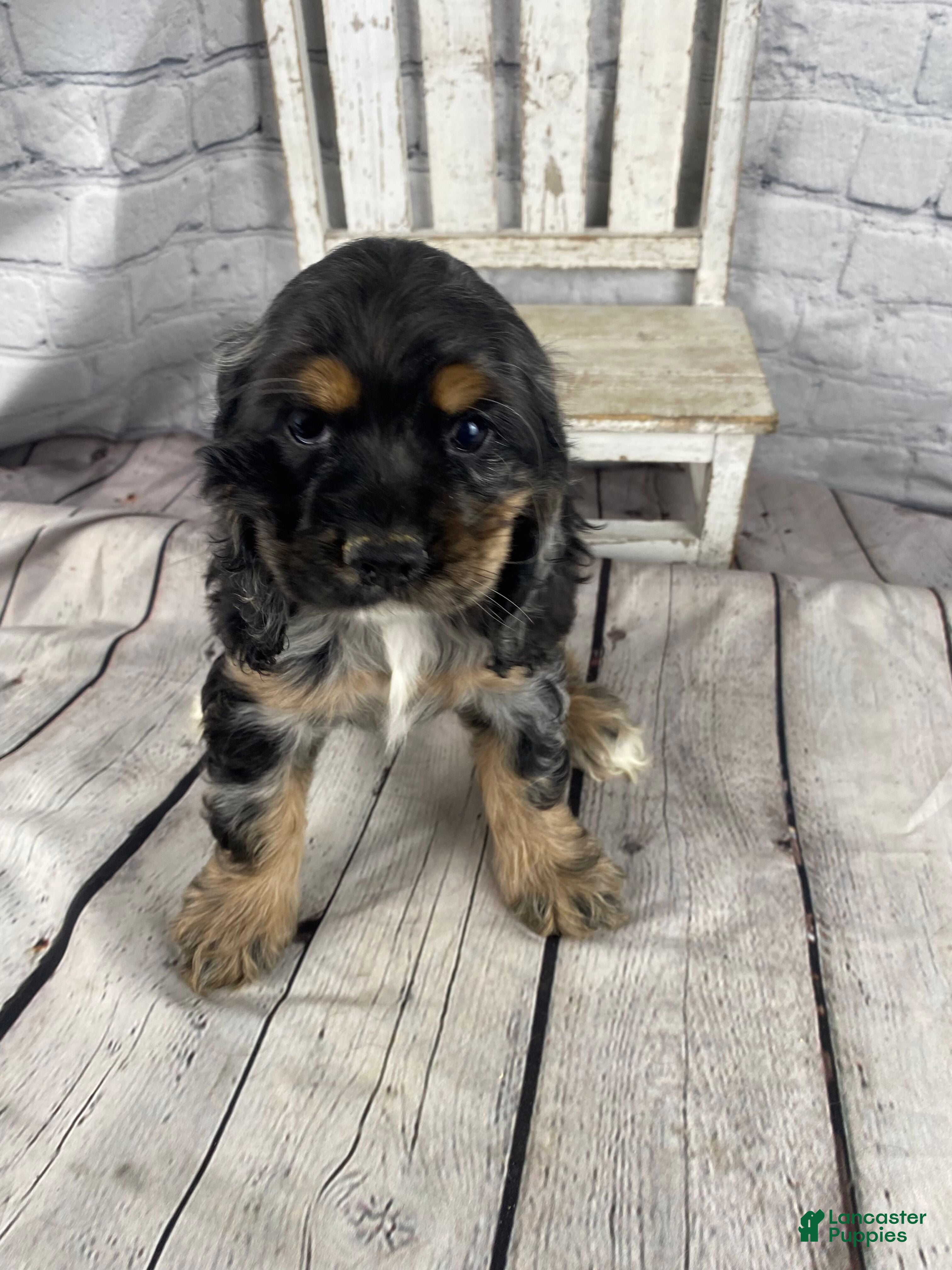 Cocker Spaniel dogs Wren - Ad 1