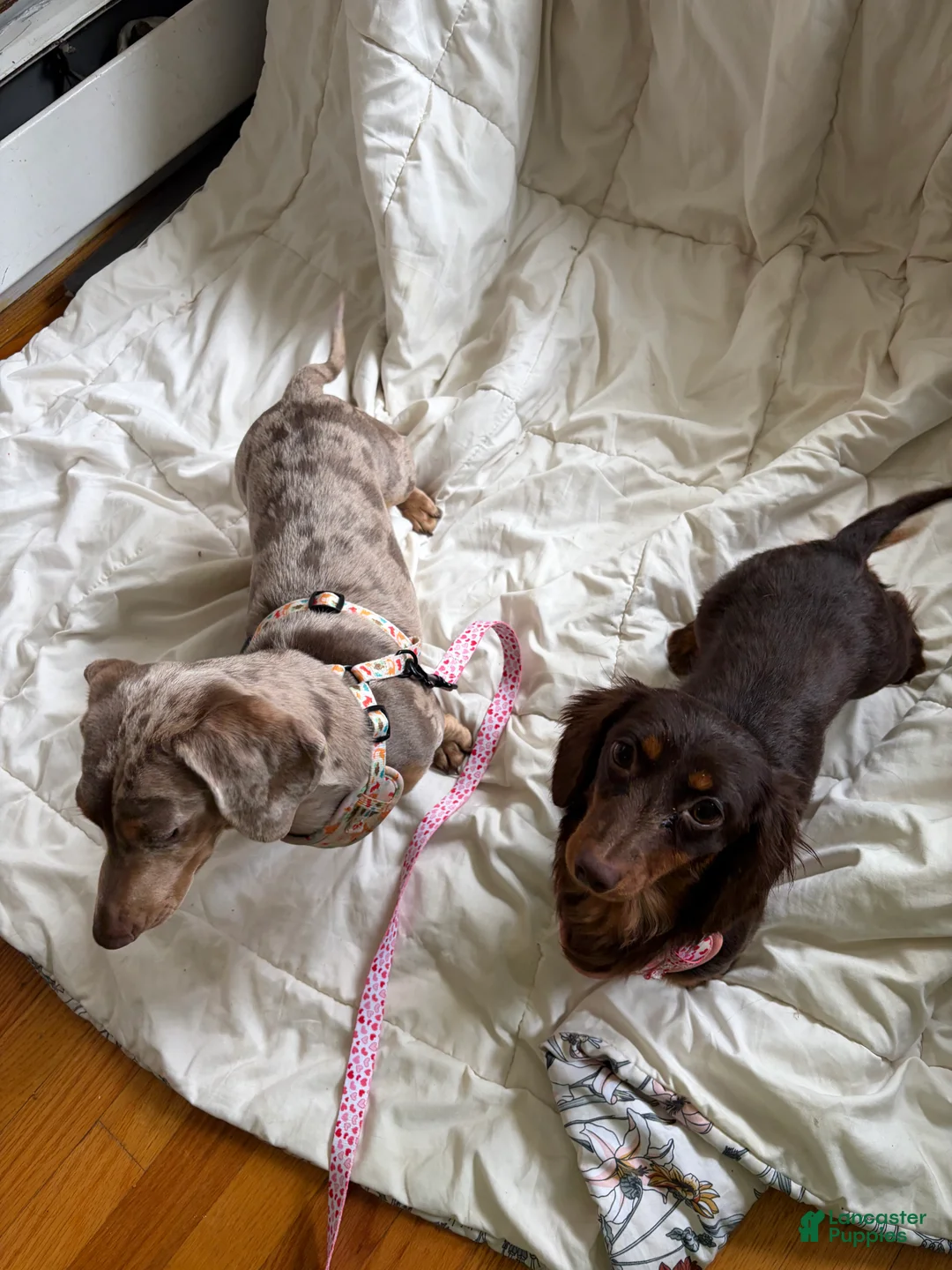 Miniature Dachshund dogs for sale: Chocolate mini female in heat not spayed  - Ad 2