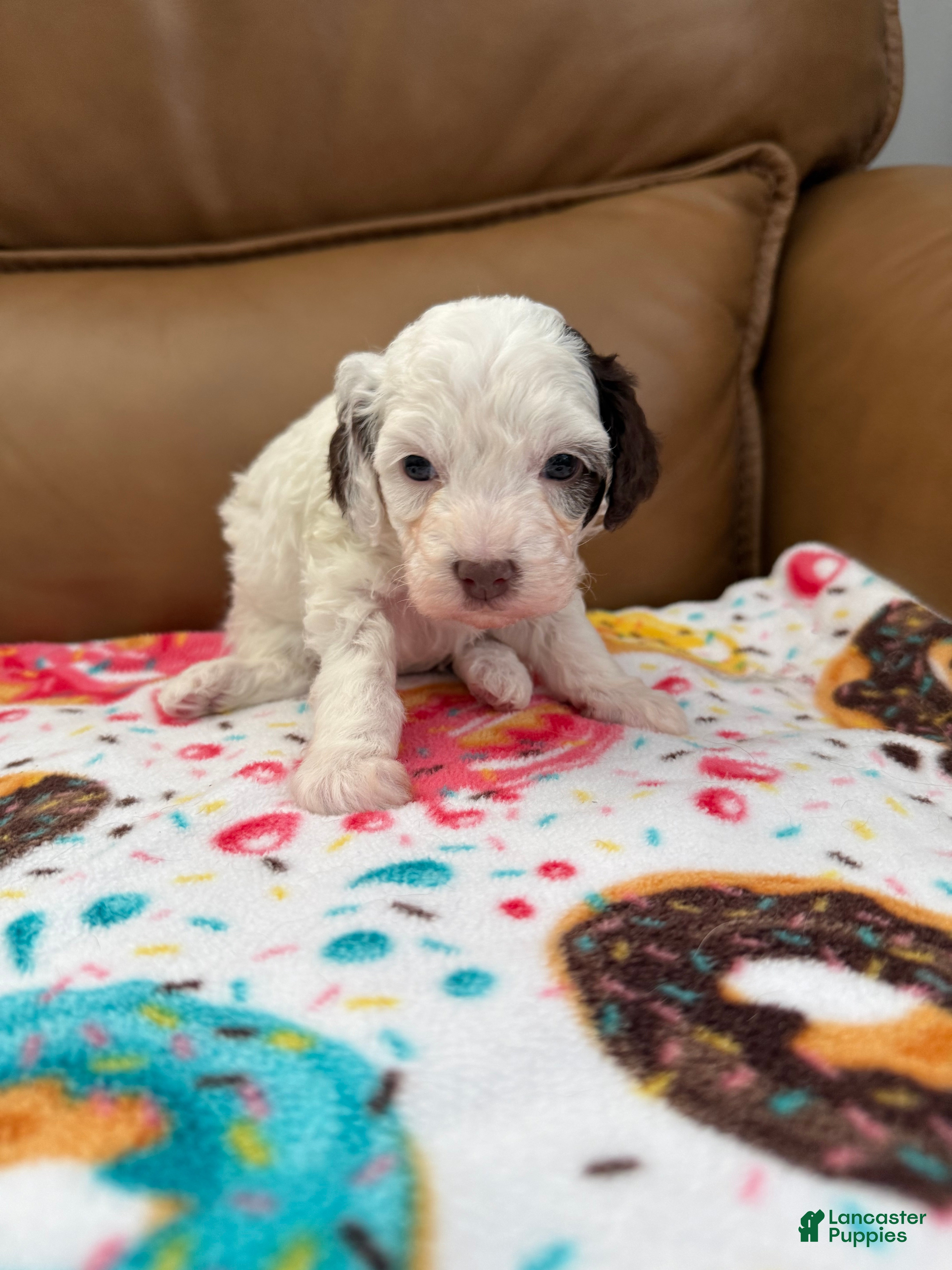 Miniature Poodle dogs MADDIE - Ad 2