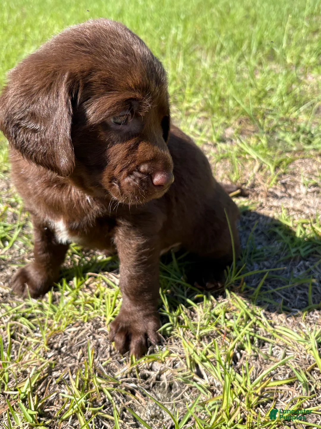 Mixed Breed dogs for sale: Purple Collar Boy - Ad 2