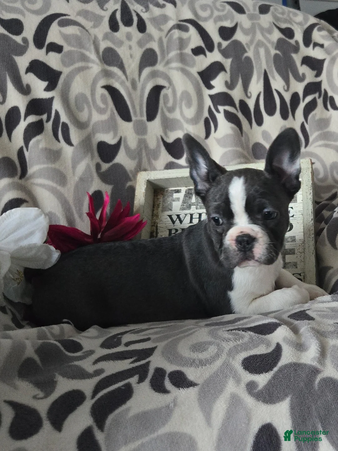 Frenchton dogs for sale: Yoko - Ad 3