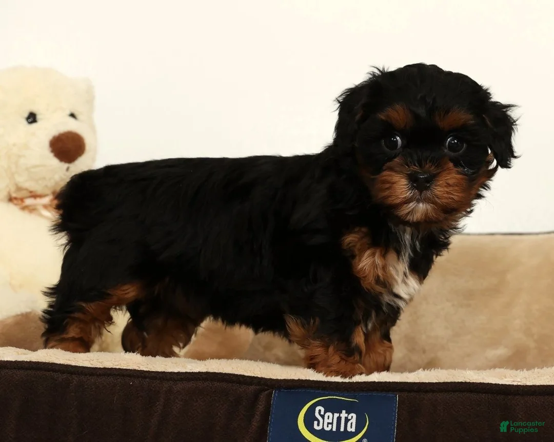 Shihpoo dogs for sale: Maddie - Ad 3