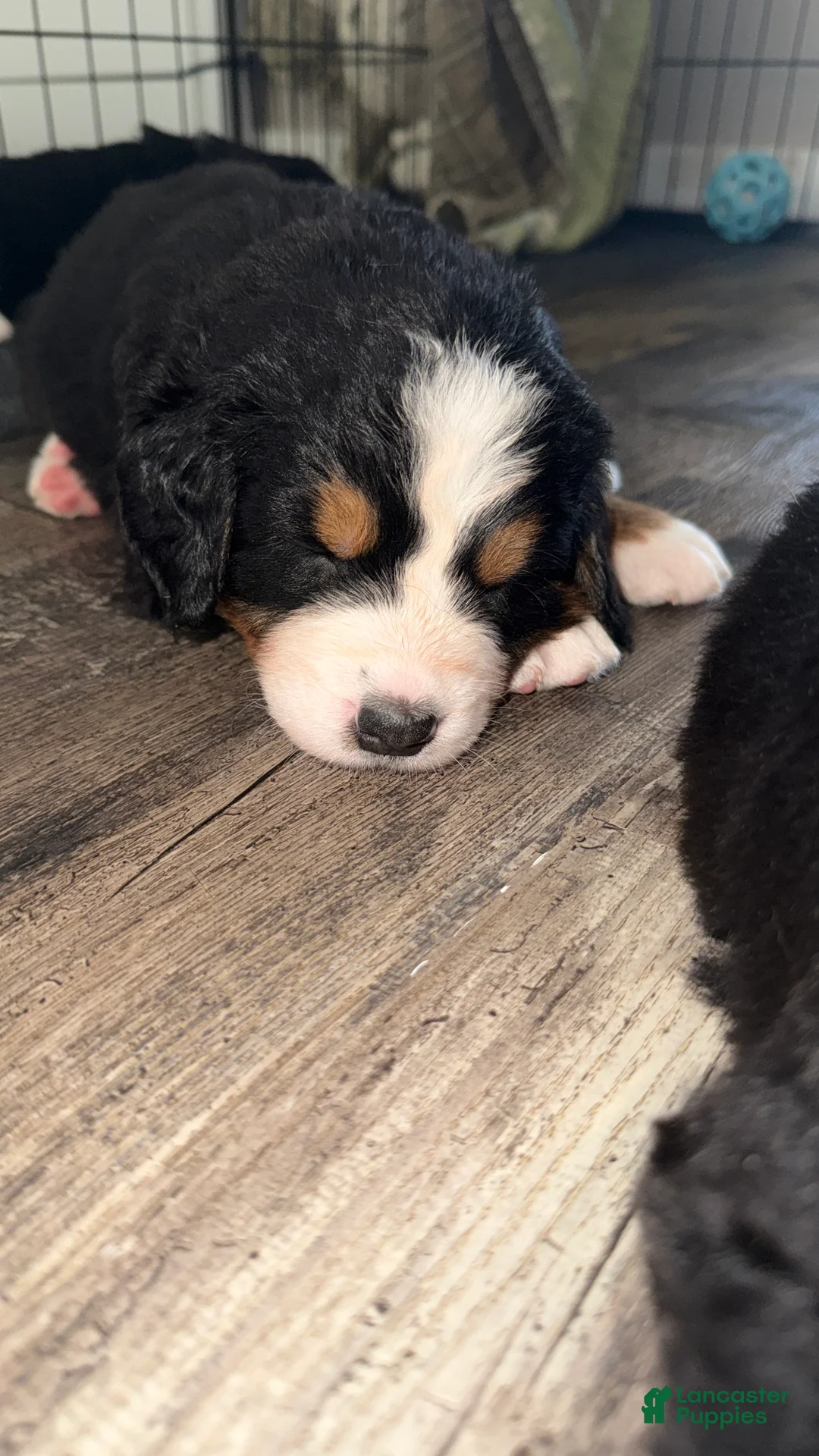 Bernese Mountain Dog dogs for sale: Miss Blue - Ad 2