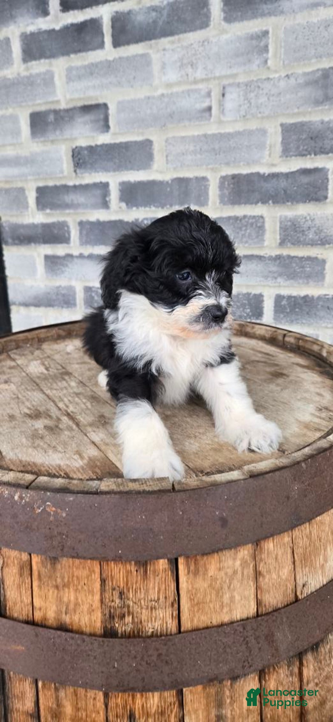 Mini Aussiedoodle dogs for sale: Sailor – Male - Ad 6