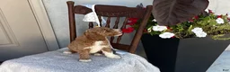 Goldendoodle dogs for sale: Coco - Ad 5