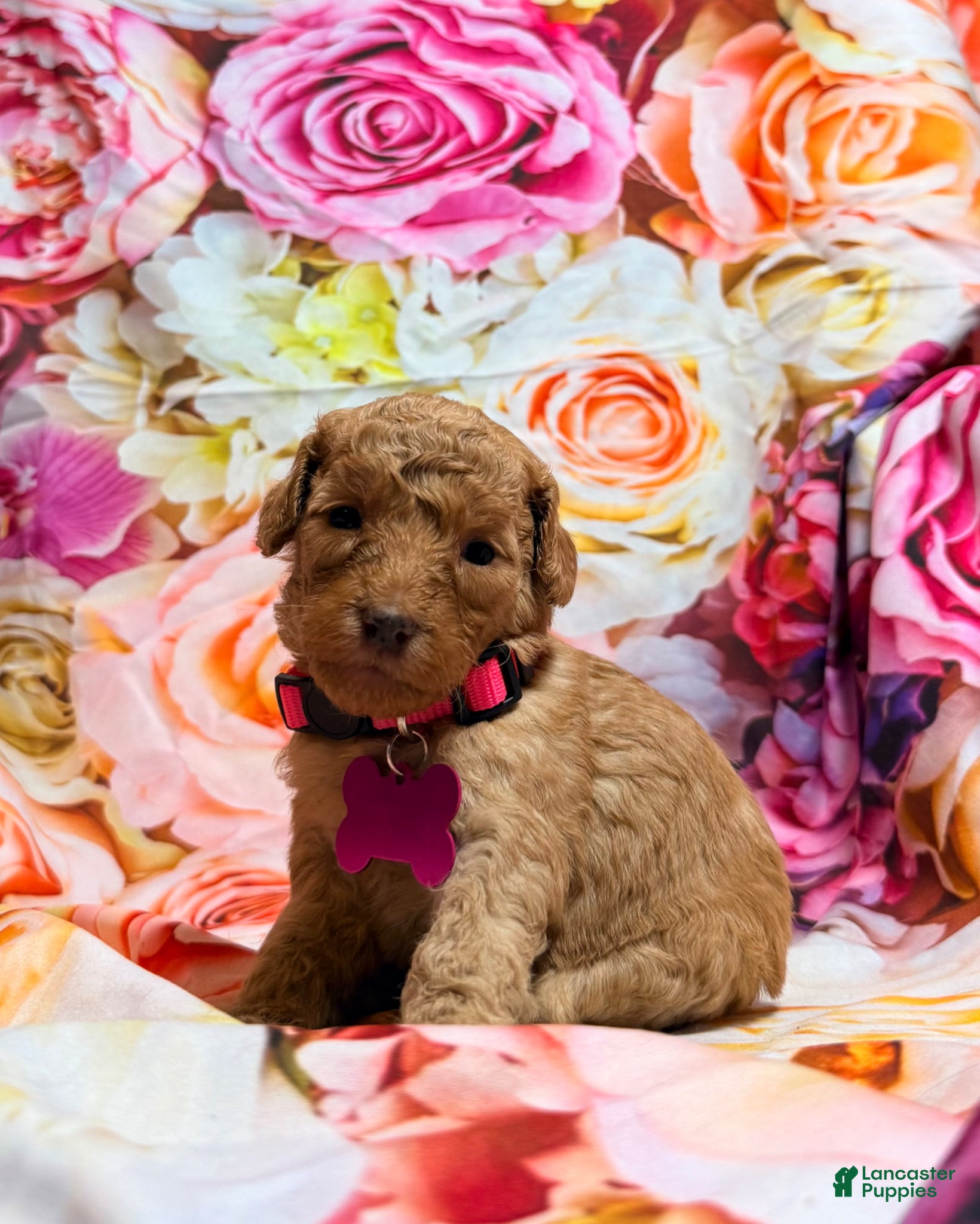 Miniature Poodle dogs Miniature Poodle Puppy 7 - Ad 3