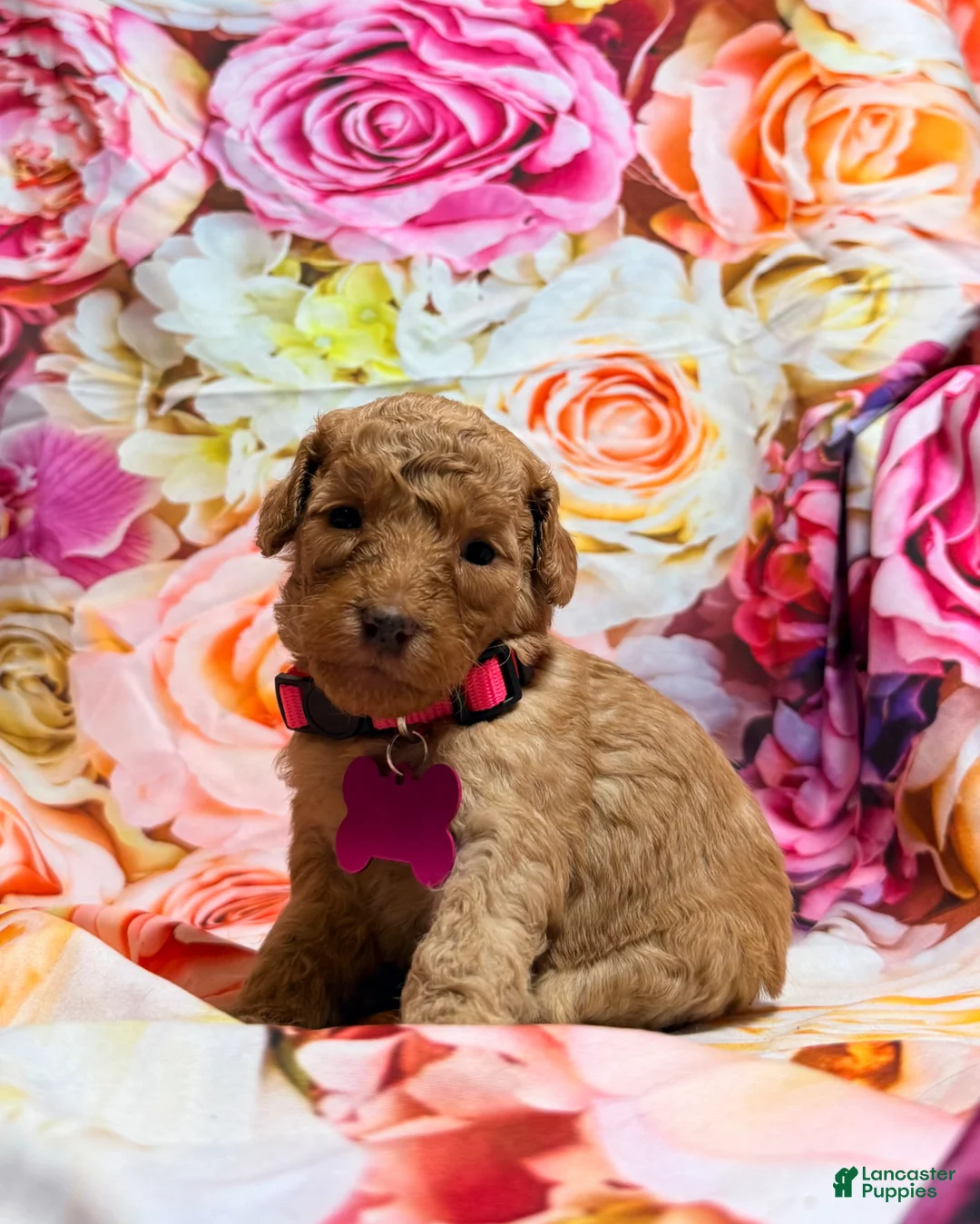 Miniature Poodle dogs for sale: Miniature Poodle Puppy 7 - Ad 1