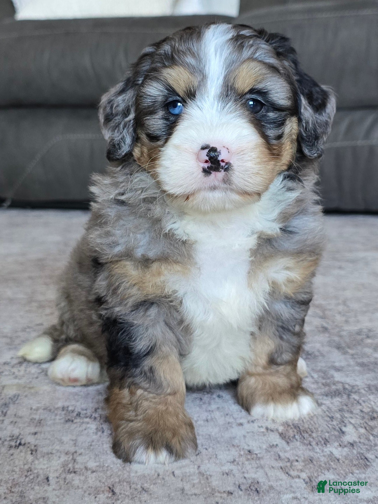 Mini Bernedoodle dogs Mini Bella - Ad 1