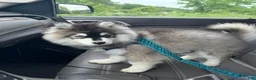Pomsky dogs for sale: Pomsky 5 - Ad 11