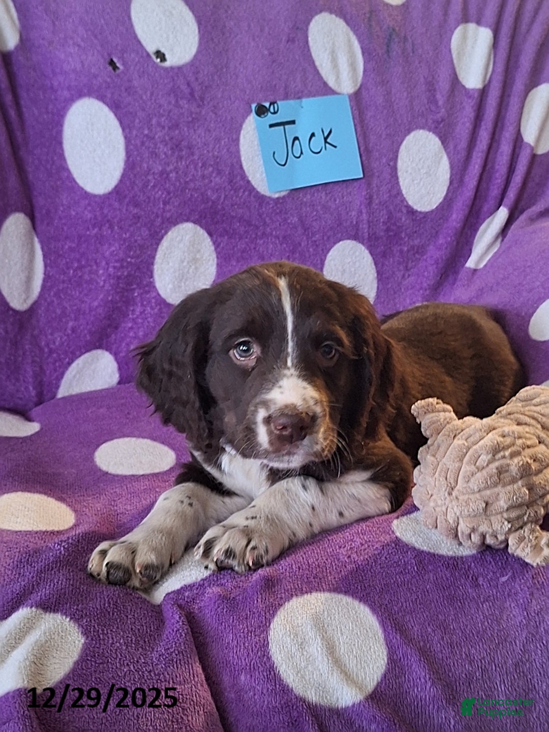 English Springer Spaniel dogs for sale: Jack  - Ad 6