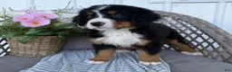 Bernese Mountain Dog dogs for sale: Sophie - Ad 3