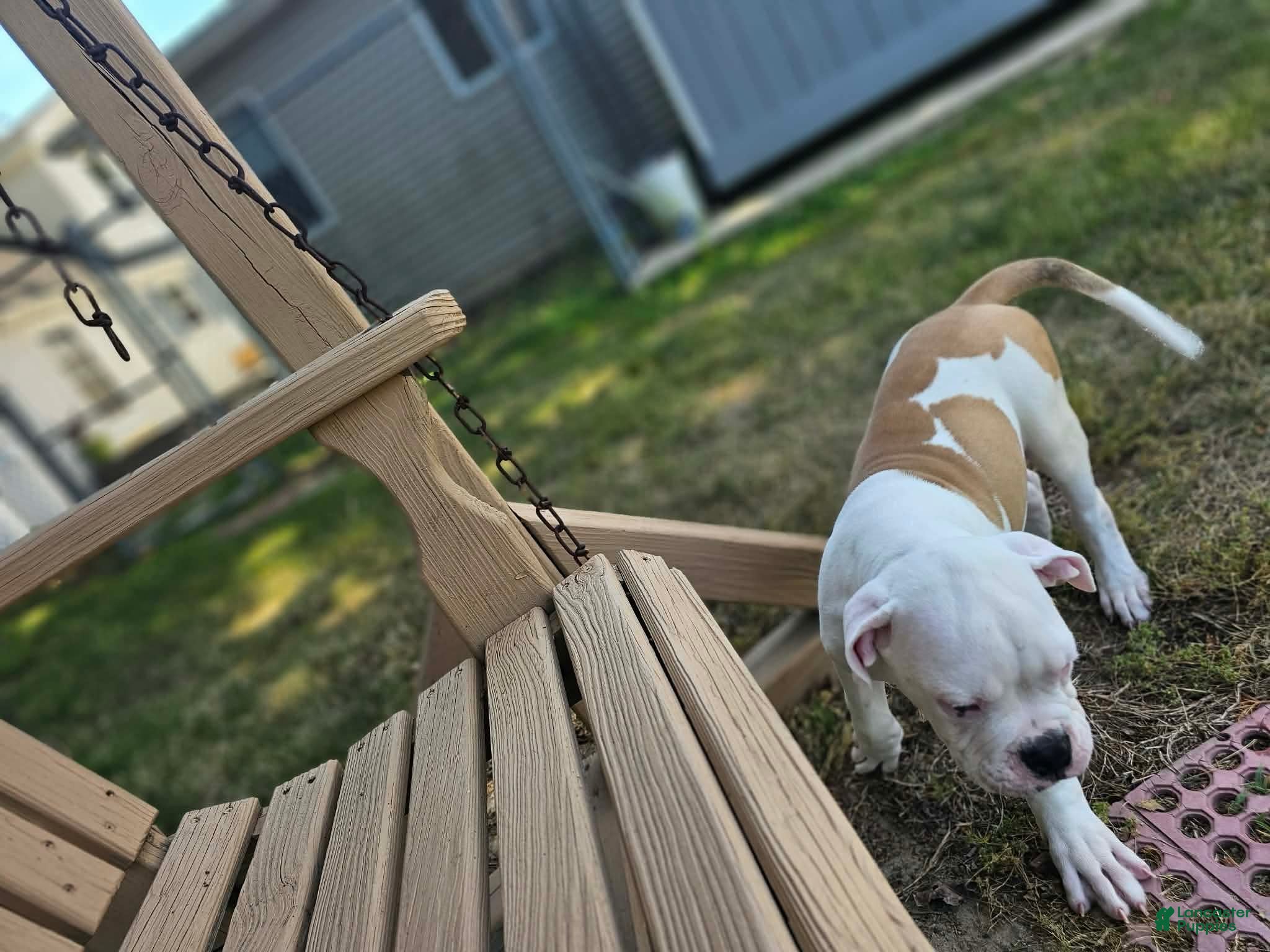 American Bulldog dogs American Bulldog Puppy 11 - Ad 2