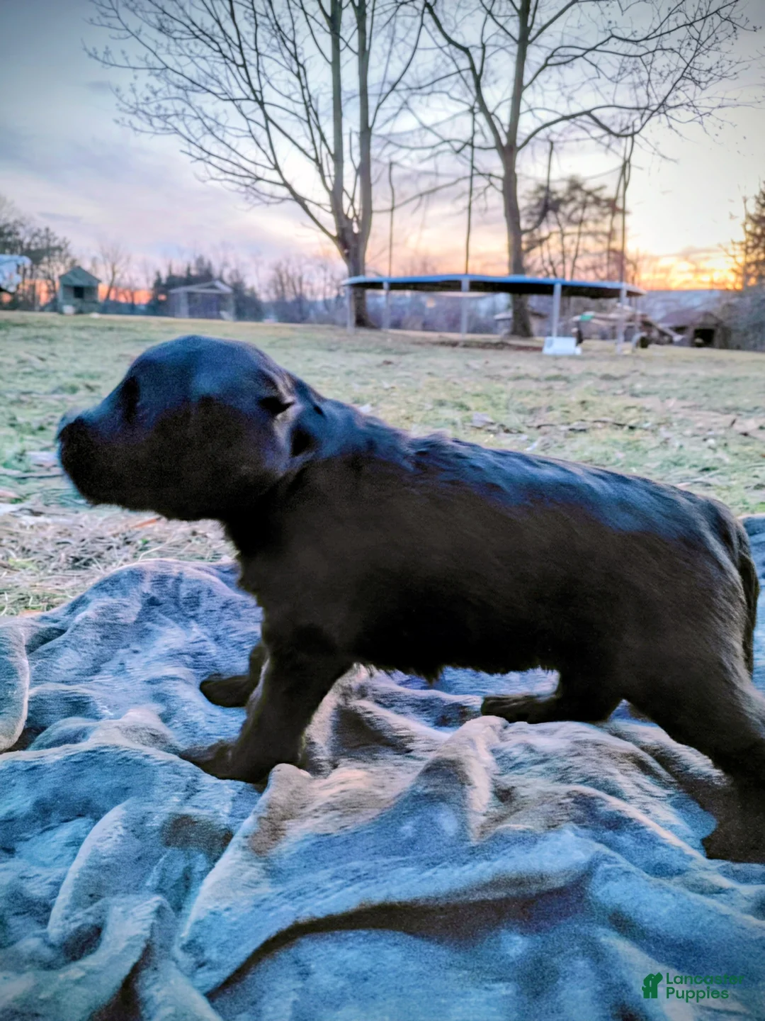 Mini Goldendoodle dogs for sale: Mini Goldendoodle JOJO - Ad 7