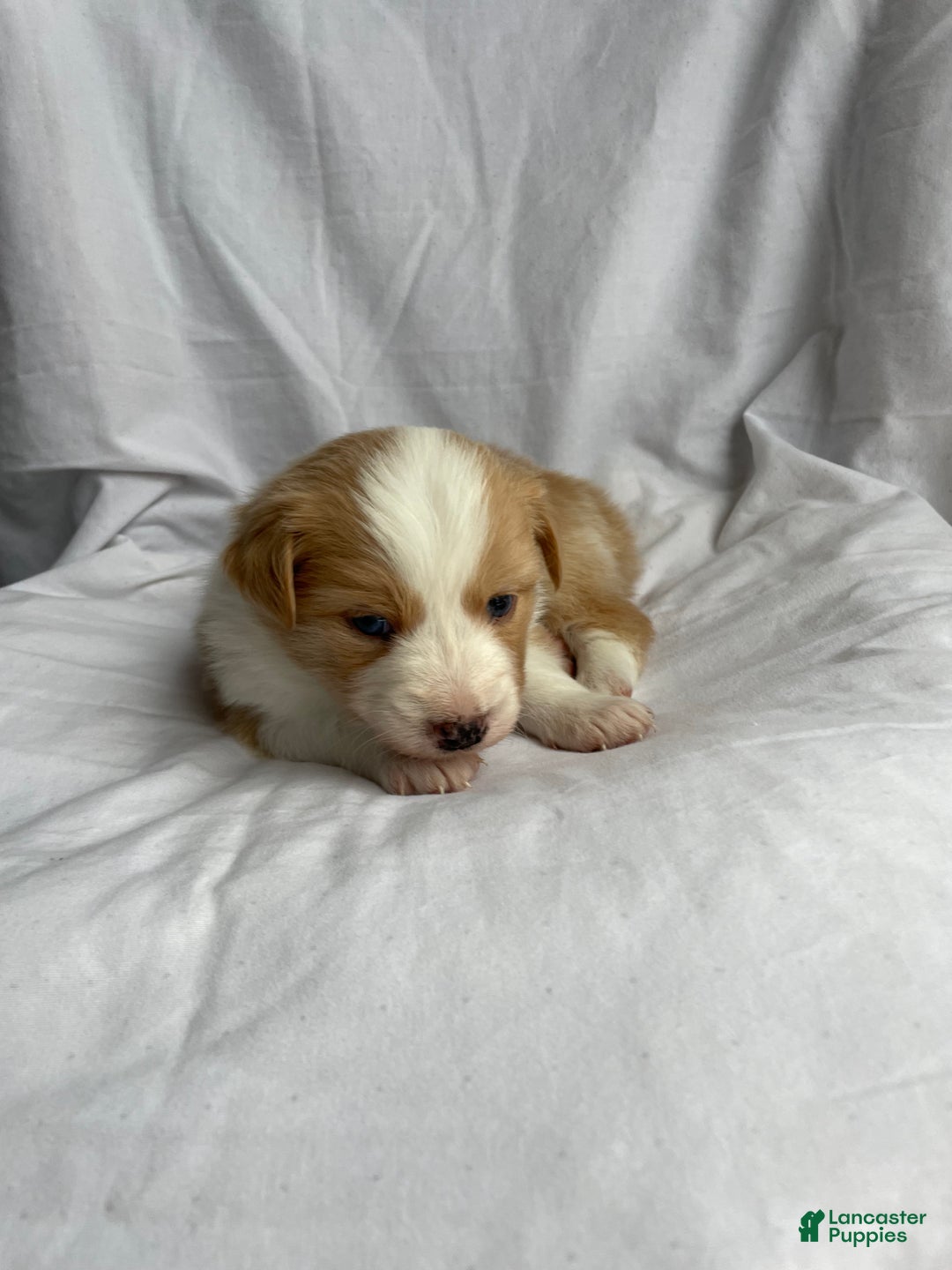 Australian Shepherd dogs for sale: Blue - Ad 5