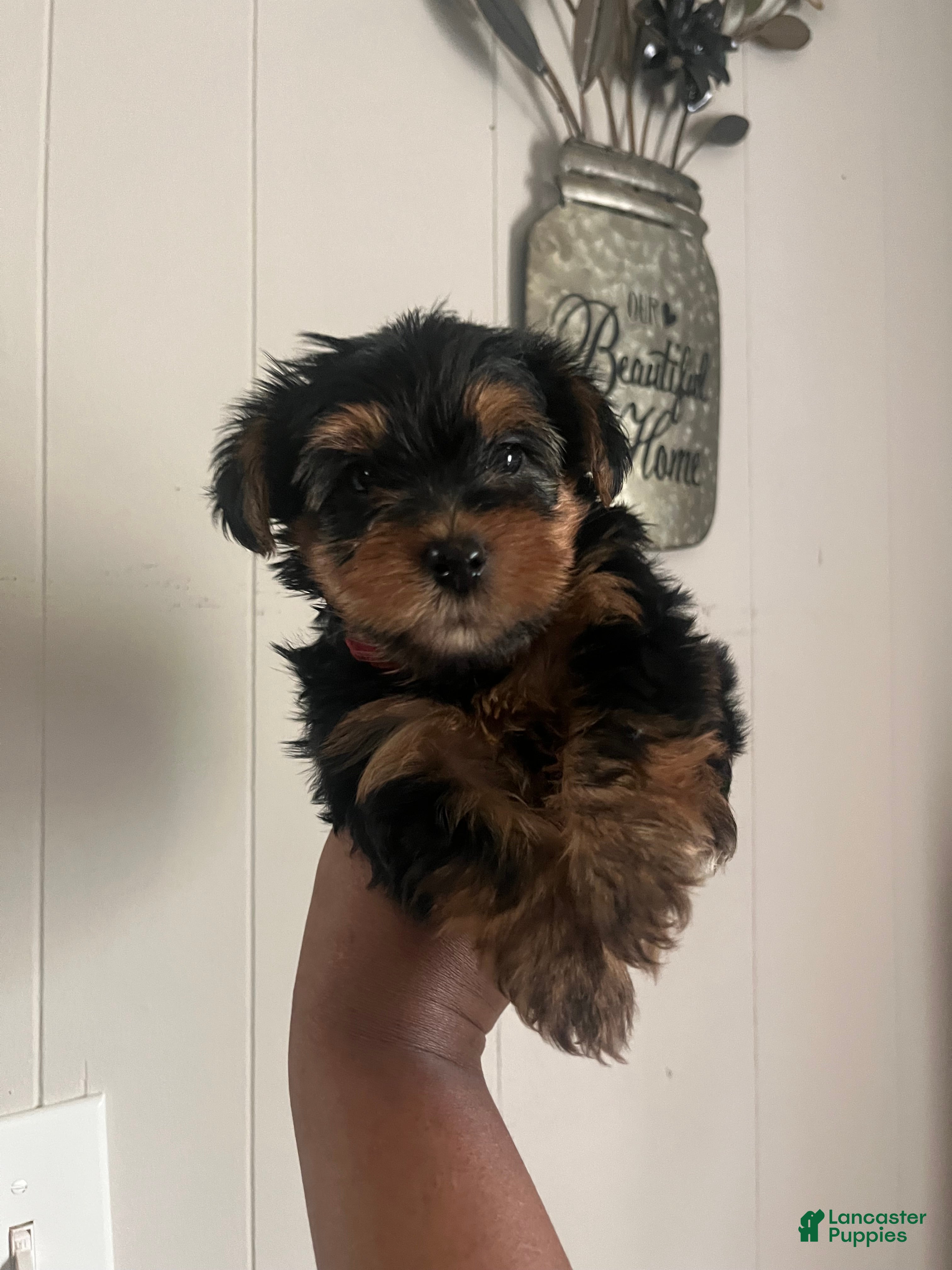 Yorkiepoo dogs Daffy  - Ad 9