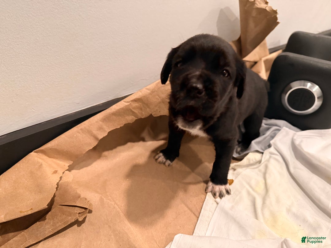 Cane Corso dogs for sale: Ghost (dark green) - Ad 3