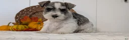 Miniature Schnauzer dogs for sale: Zion - Ad 10
